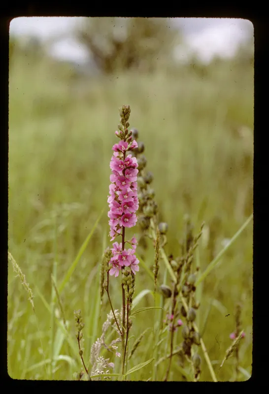 Photo of Sidalcea cusickii