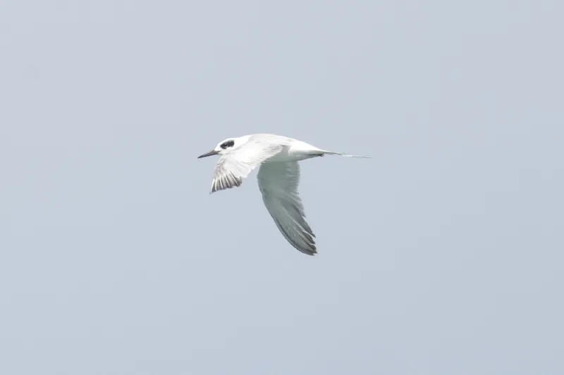 Photo of Sterna forsteri