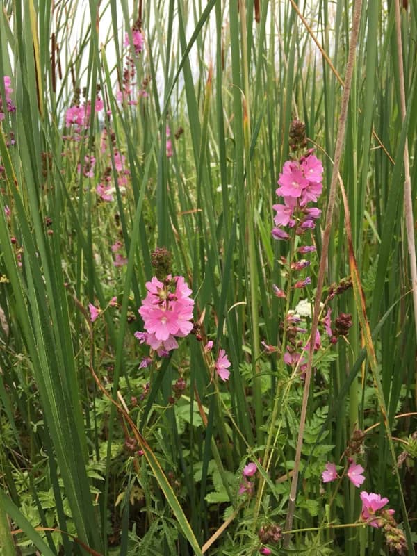 Photo of Sidalcea hendersonii