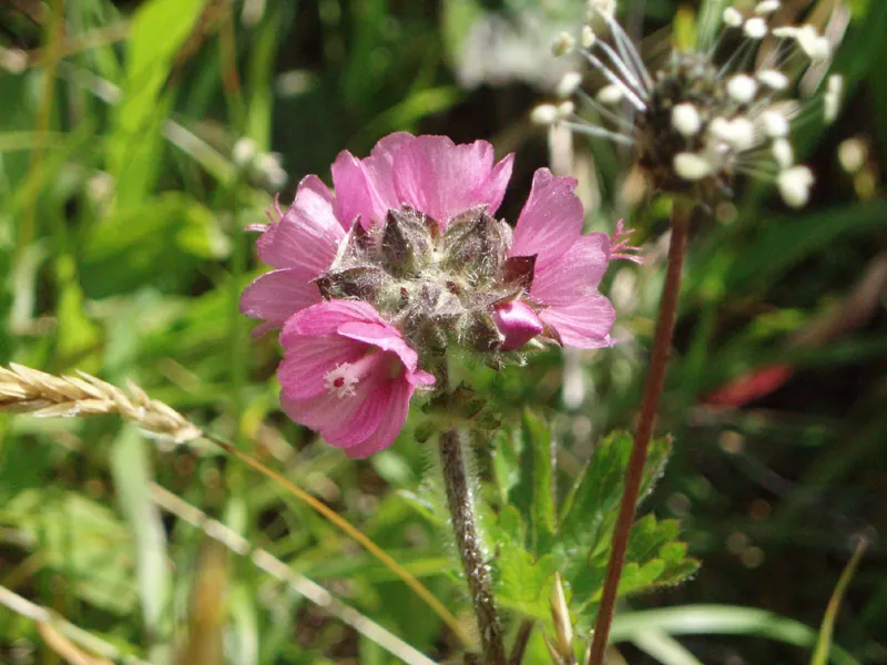 Photo of Sidalcea hirtipes