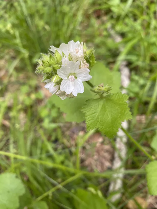 Photo of Sidalcea malachroides