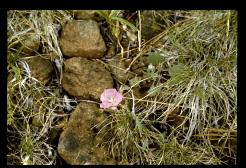 Photo of Sidalcea malviflora ssp. patula