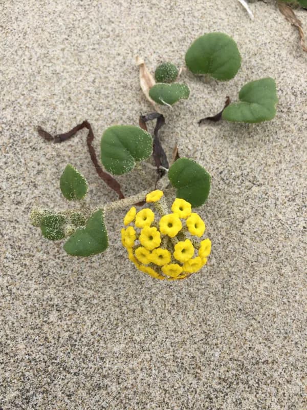Photo of Abronia latifolia