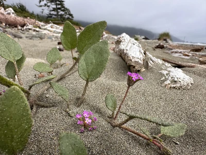 Photo of Abronia umbellata ssp. breviflora