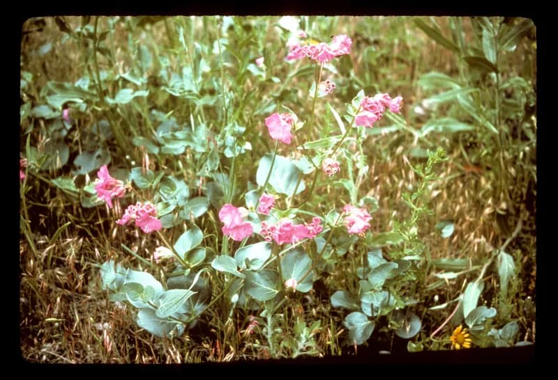 Photo of Mirabilis macfarlanei