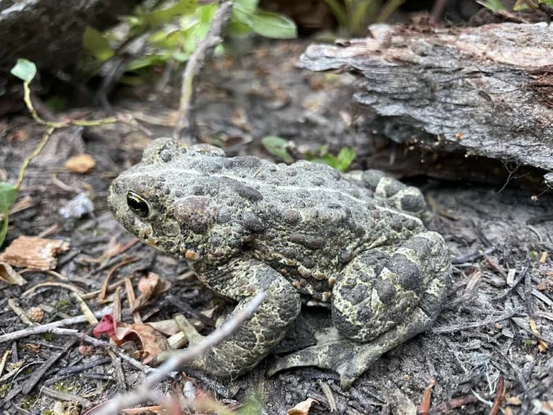 Photo of Anaxyrus boreas