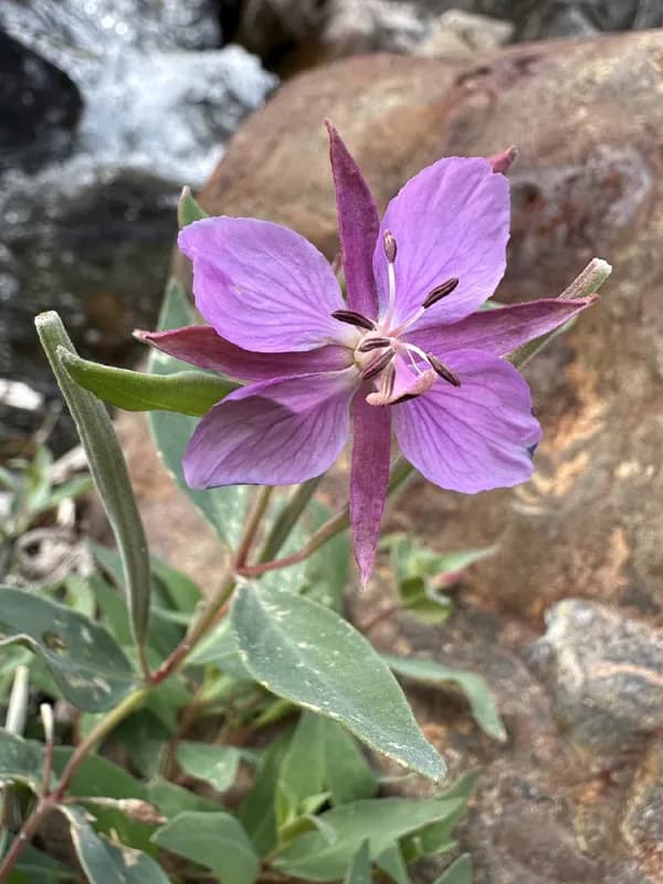 Photo of Chamaenerion latifolium