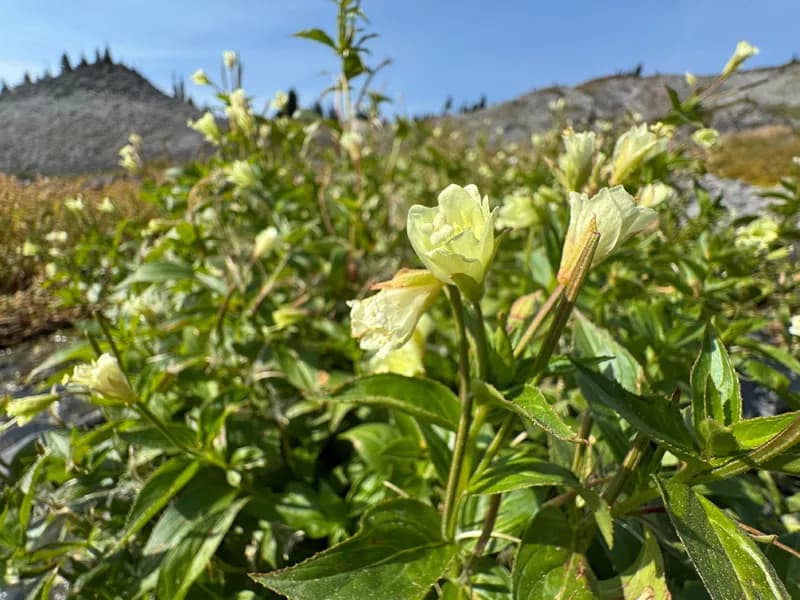 Photo of Epilobium luteum