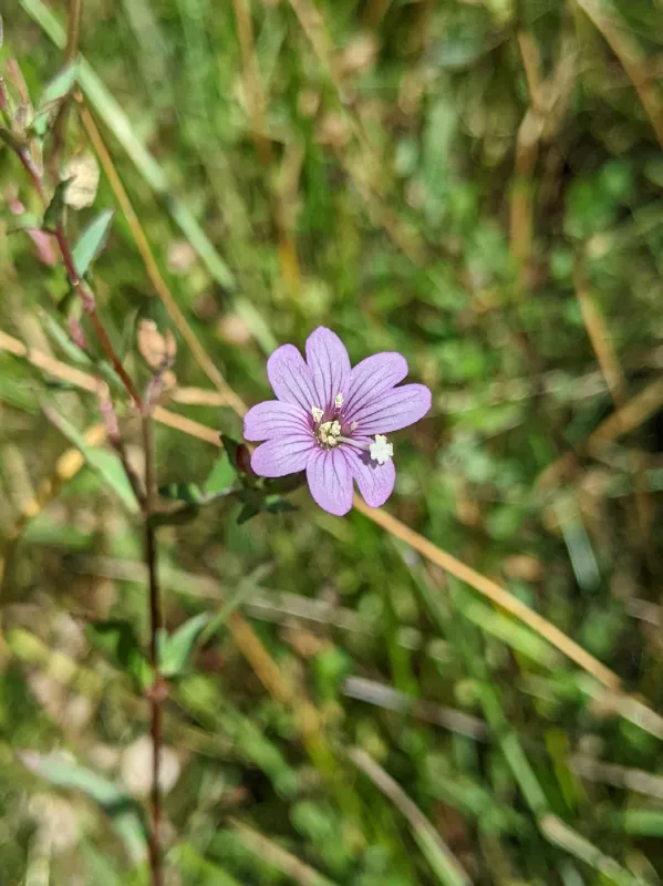 Photo of Epilobium oreganum