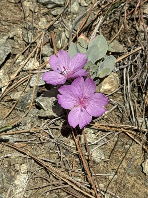 Photo of Epilobium rigidum
