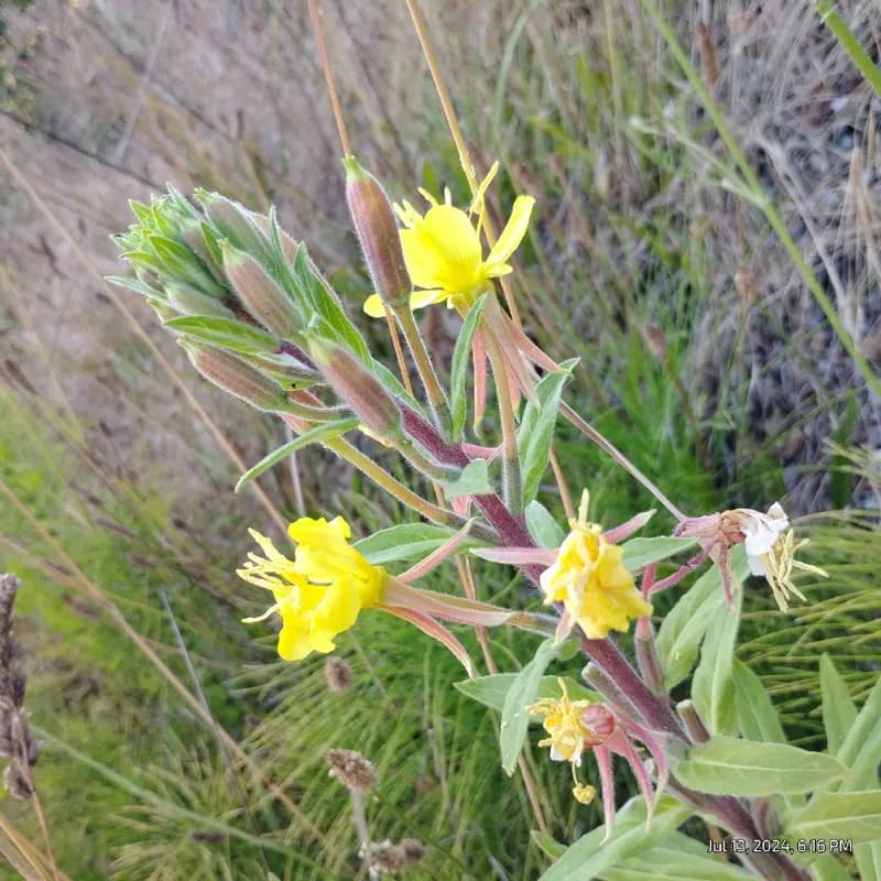Photo of Oenothera wolfii