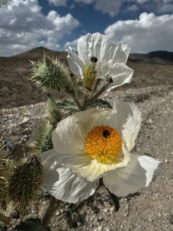 Photo of Argemone munita
