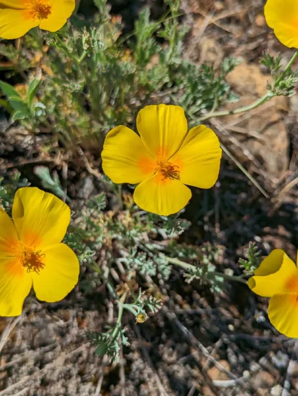 Photo of Eschscholzia caespitosa