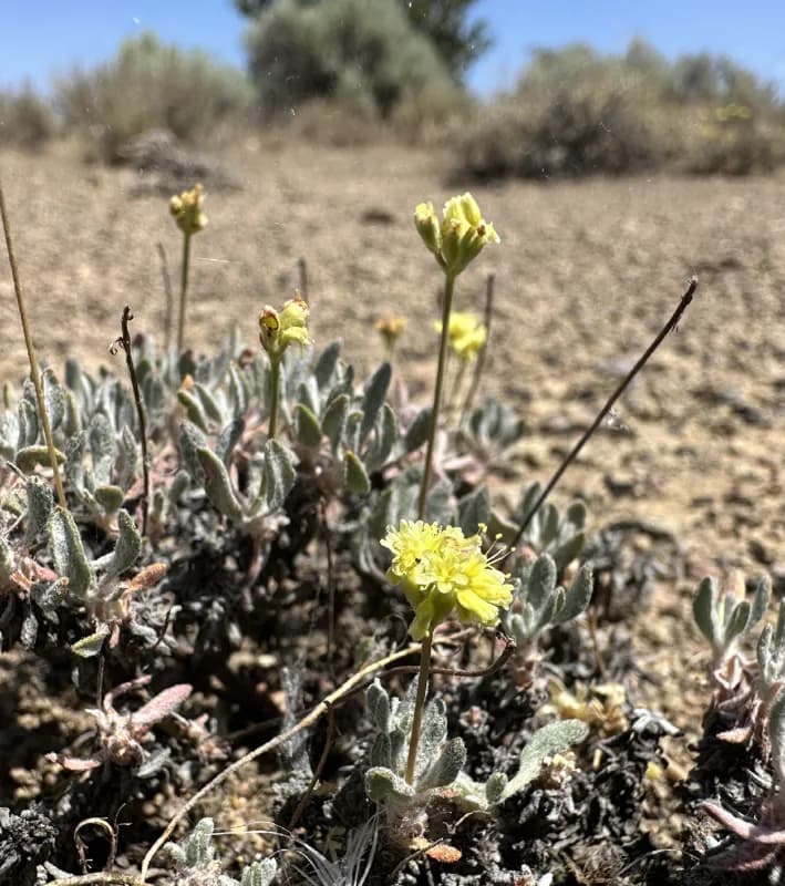 Photo of Eriogonum cusickii