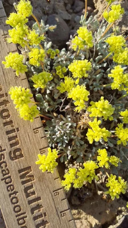 Photo of Eriogonum prociduum
