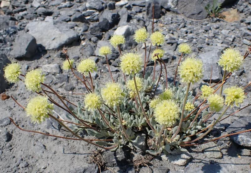 Photo of Eriogonum scopulorum