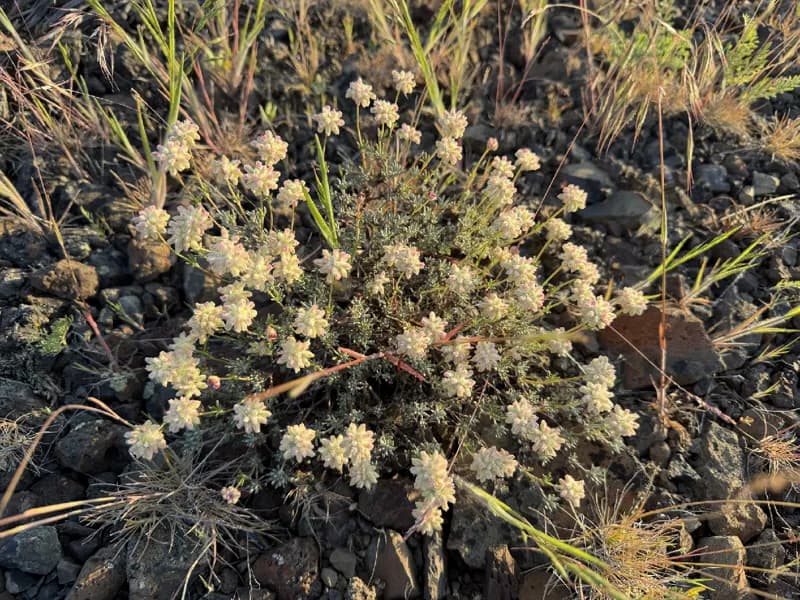 Photo of Eriogonum thymoides