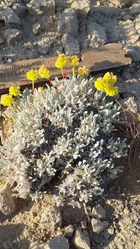 Photo of Eriogonum crosbyae var. crosbyae