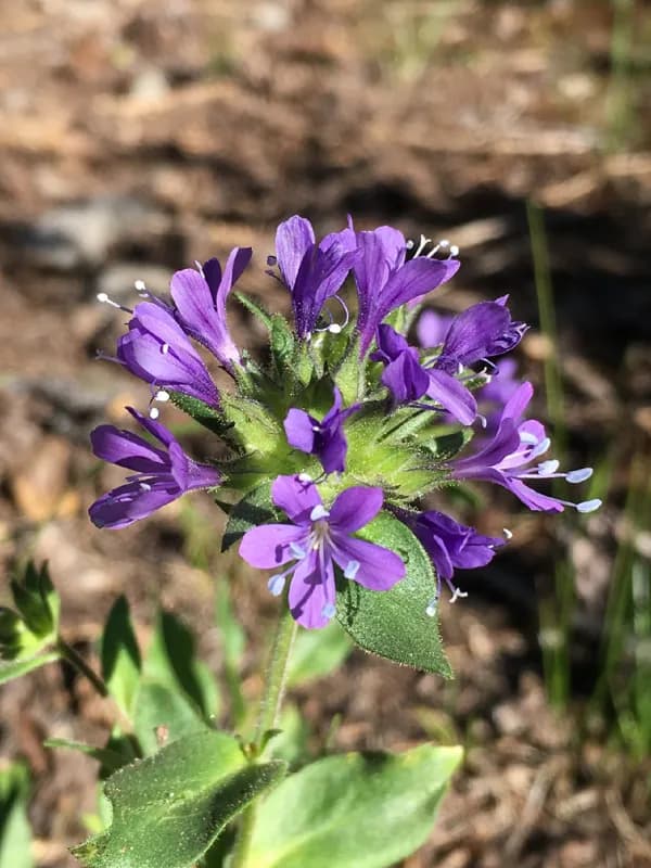 Photo of Collomia mazama
