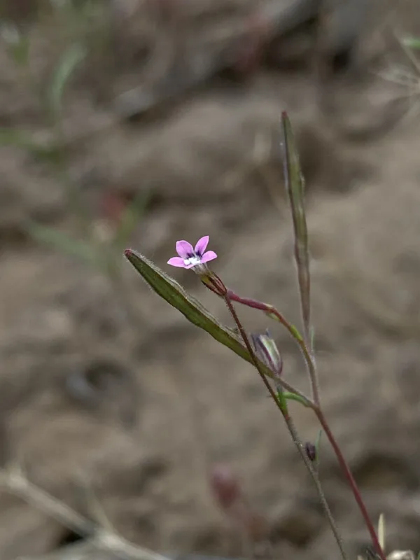 Photo of Navarretia sinistra