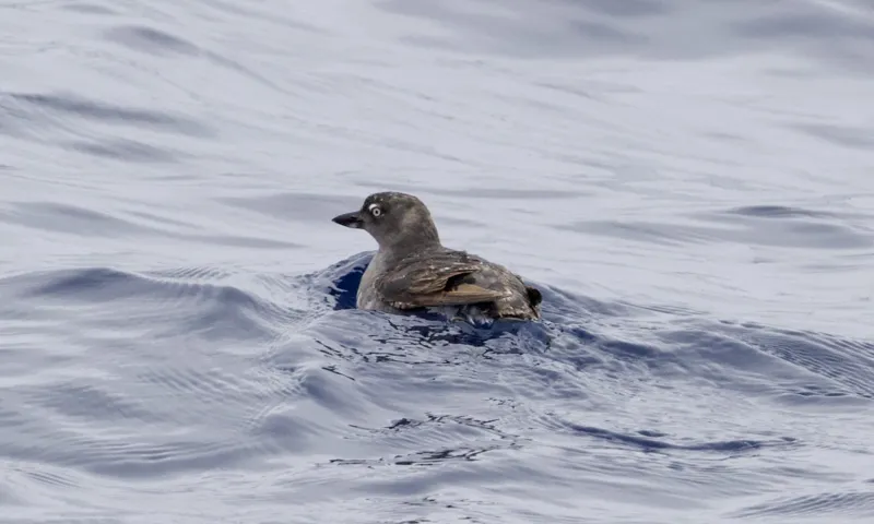 Photo of Ptychoramphus aleuticus