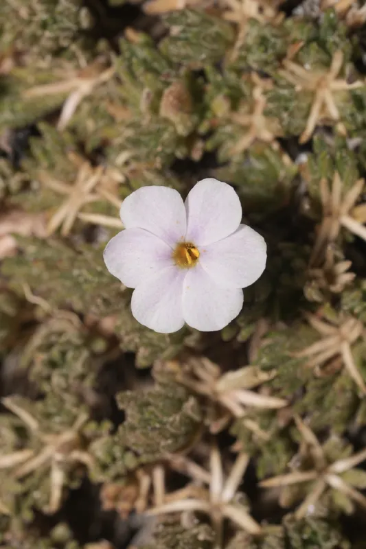 Photo of Phlox hendersonii