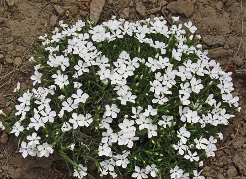 Photo of Phlox multiflora