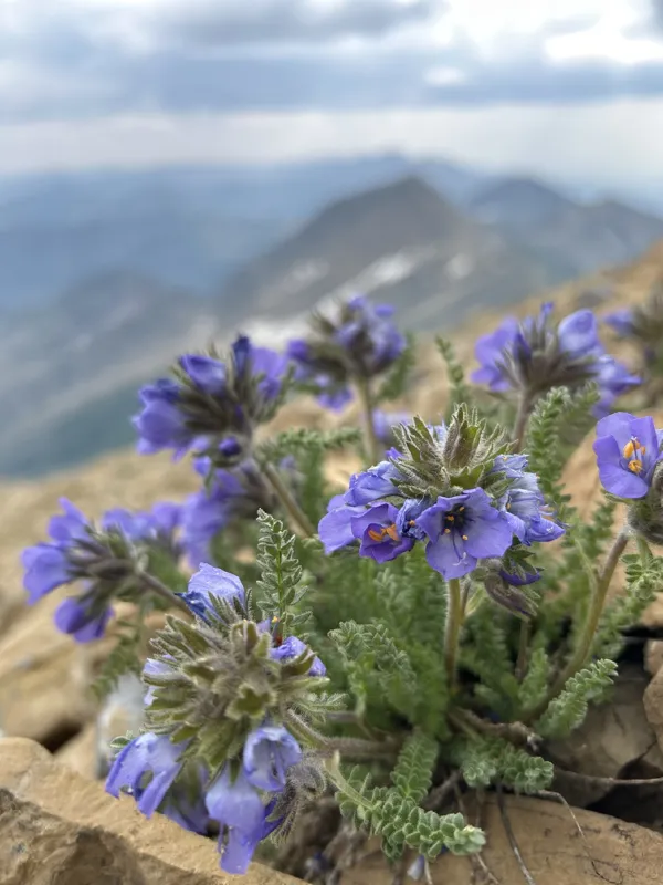 Photo of Polemonium viscosum