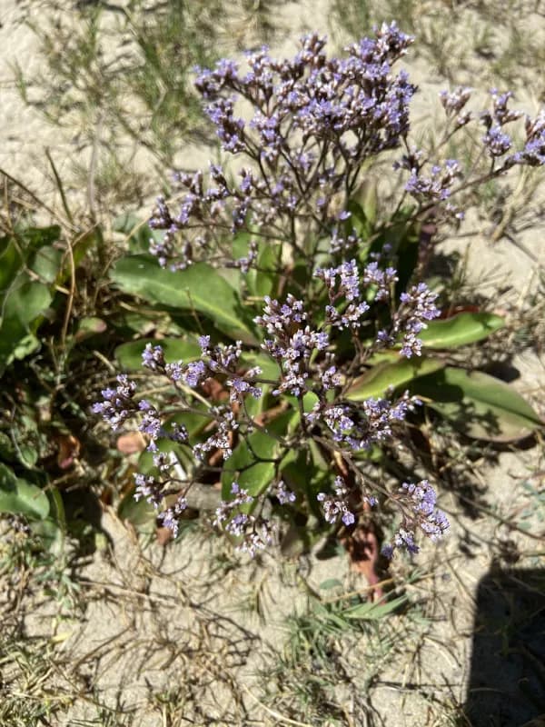 Photo of Limonium californicum