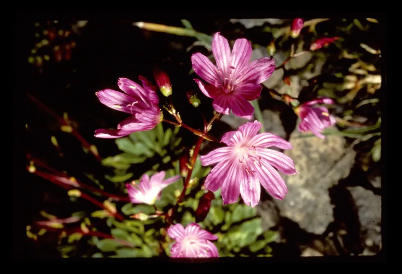 Photo of Lewisia columbiana var. rupicola