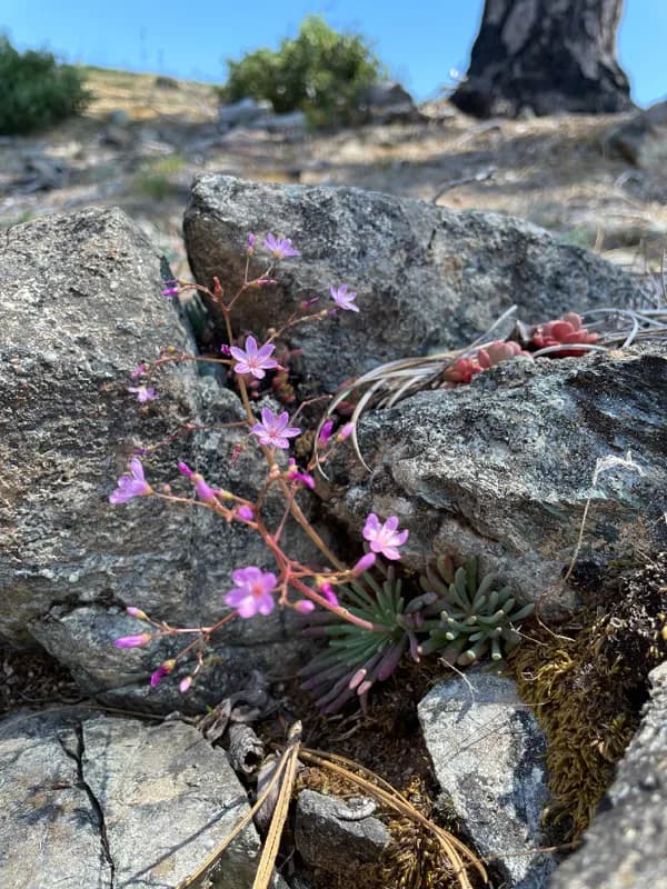 Photo of Lewisia leeana
