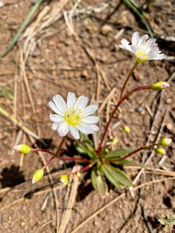 Photo of Lewisia oppositifolia
