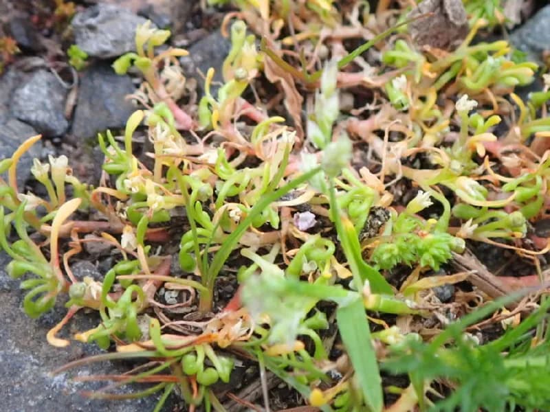 Photo of Montia howellii