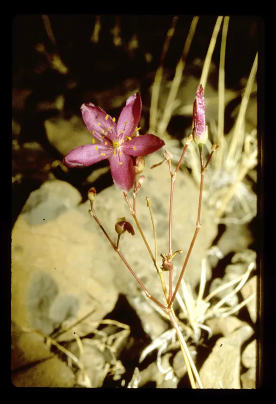 Photo of Phemeranthus spinescens