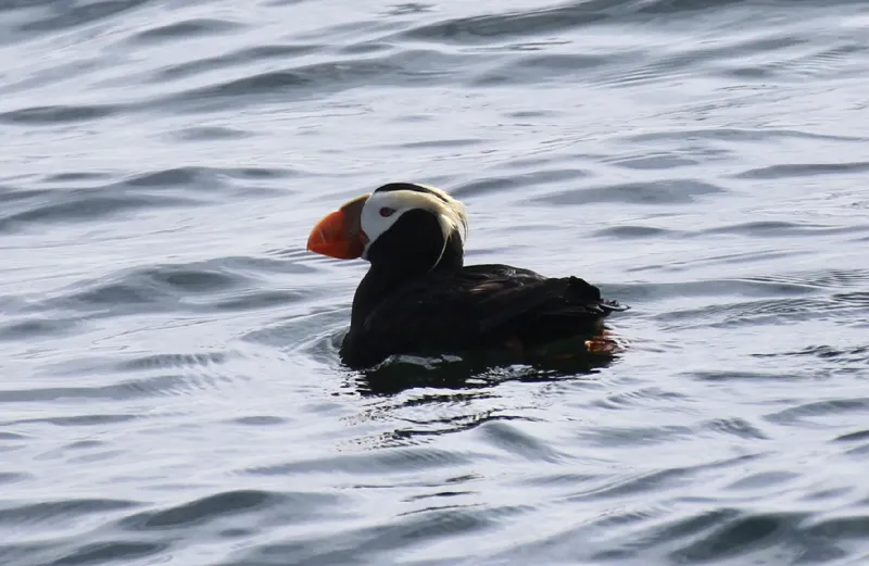 Photo of Fratercula cirrhata