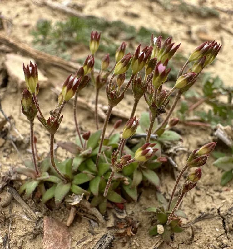 Photo of Androsace elongata ssp. acuta