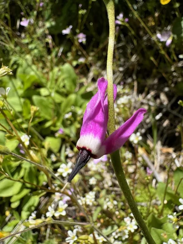 Photo of Dodecatheon austrofrigidum