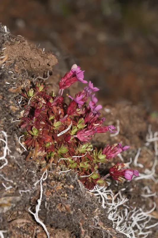 Photo of Douglasia laevigata