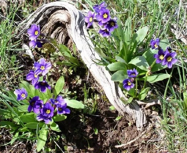 Photo of Primula cusickiana