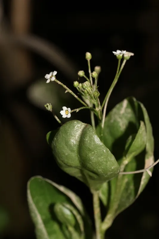 Photo of Samolus parviflorus