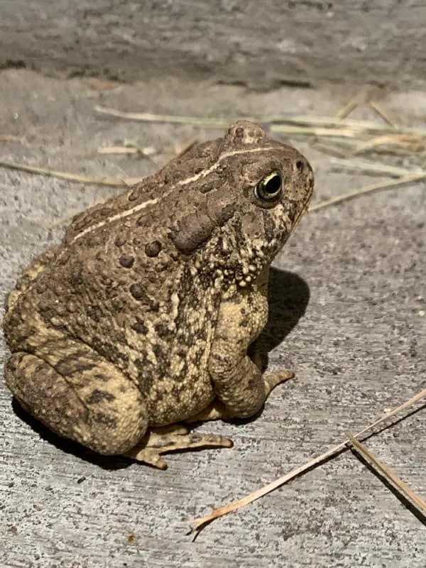 Photo of Anaxyrus woodhousii