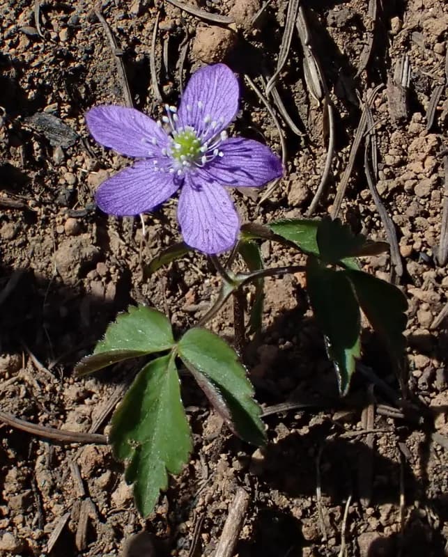 Photo of Anemone oregana var. felix
