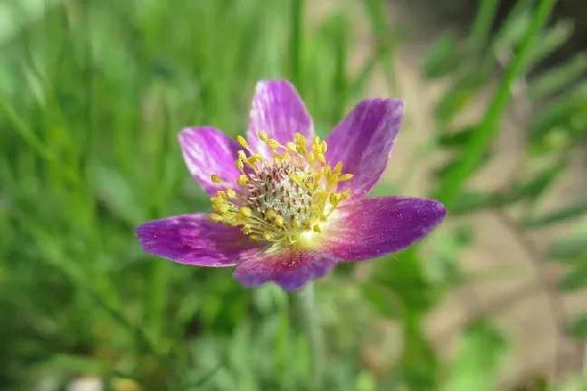 Photo of Anemone multifida var. tetonensis