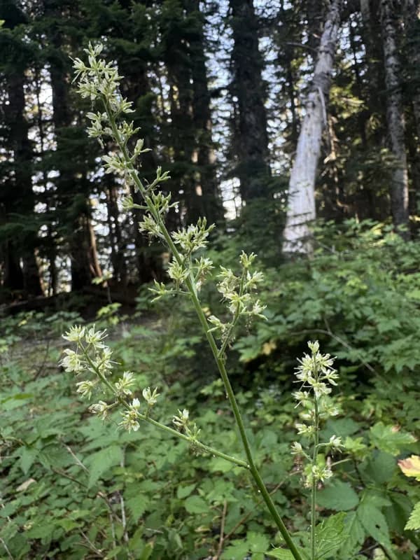 Photo of Actaea laciniata