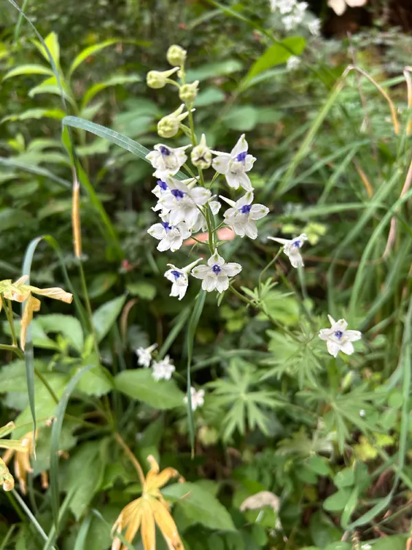Photo of Delphinium leucophaeum