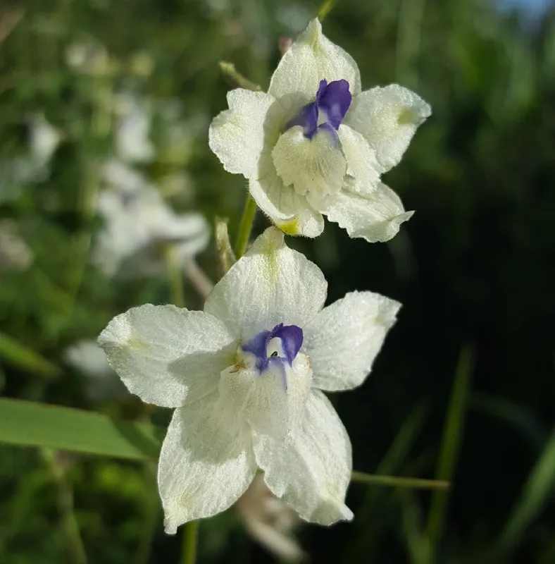 Photo of Delphinium pavonaceum