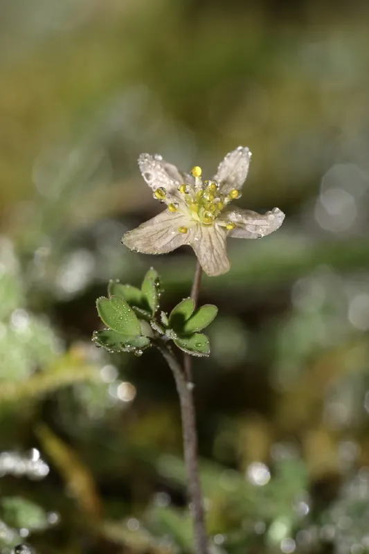 Photo of Enemion stipitatum