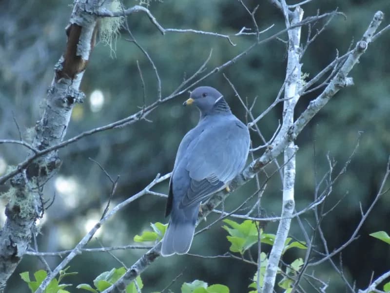 Photo of Patagioenas fasciata