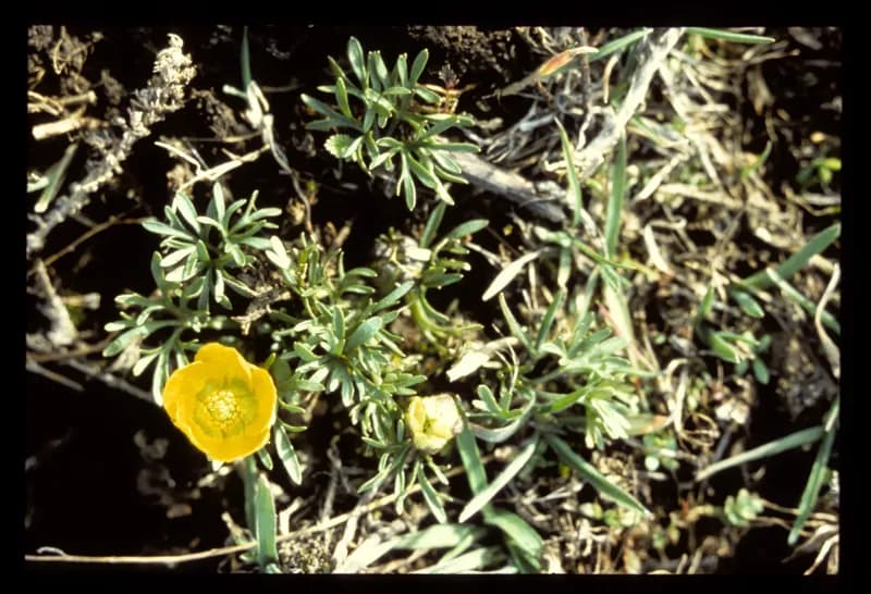 Photo of Ranunculus triternatus