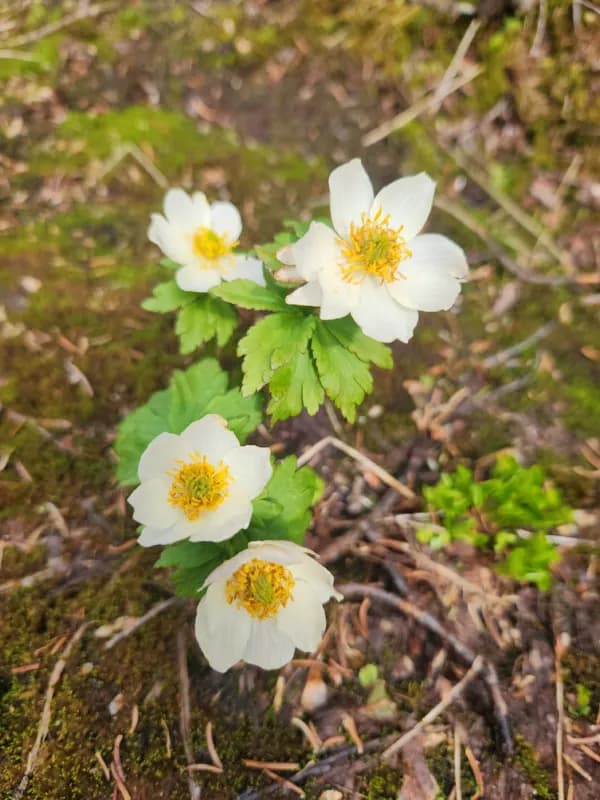 Photo of Trollius albiflorus